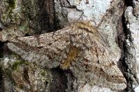 Lycia hirtaria