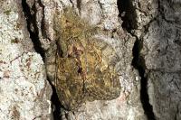 Peridea anceps