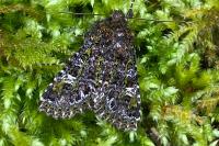 Valeria jaspidea