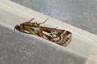 Acrobasis porphyrella