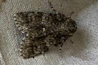 Acronicta rumicis