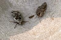 Anacampsis blattariella