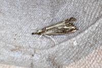 Catoptria verellus