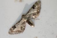 Eupithecia centaureata