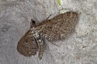 Eupithecia intricata