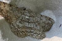 Hypomecis punctinalis