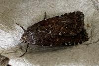 Paucgraphia erythrina