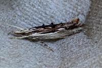 Ypsolopha scabrella