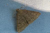 Zanclognatha lunalis