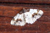 Ligdia adustata