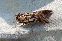 Acrobasis porphyrella