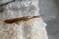 Coleophora