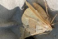 Crocallis elinguaria