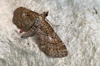Eupithecia intricata