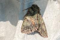 Polyphaenis sericata