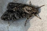 Acronicta rumicis