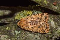 Conistra rubiginea
