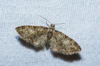 Eupithecia abbreviata