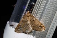 Alsophila aescularia