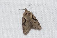 Semioscopis steinkellneriana