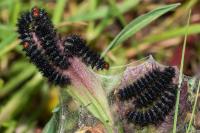 Melitaea cinxia