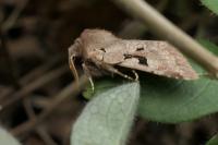 Orthosia gothica