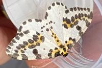 Abraxas grossulariata