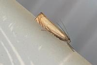 Chrysoteuchia culmella