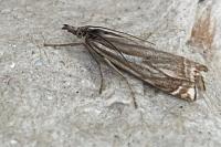 Crambus lathoniellus