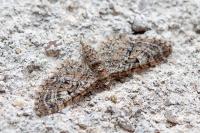 Eupithecia dodoneata