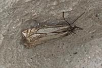 Crambus pascuella
