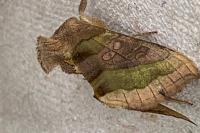 Diachrysia chrysitis