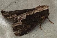 Dypterygia scabriuscula