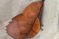 Gastropacha quercifolia