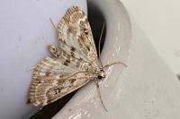 Parapoynx stratiotata