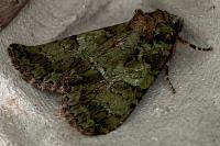 Polyphaenis sericata