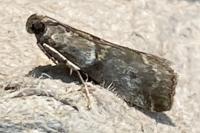 Acrobasis consociella