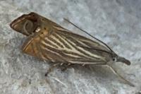 Chrysoteuchia culmella