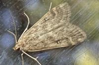 Parapoynx stratiotata