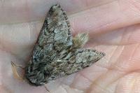 Thaumetopoea pityocampa