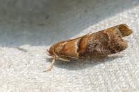 Acrobasis repandana