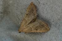 Endotricha flammealis