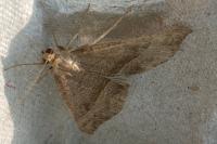 Hypena proboscidalis