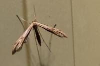 Emmelina monodactyla