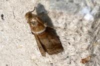 Acrobasis tumidana