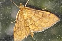 Anania verbascalis
