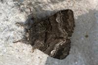 Drymonia querna