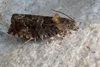 Eudemis profundana