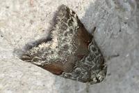 Nycteola siculana