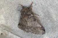 Thaumetopoea processionea